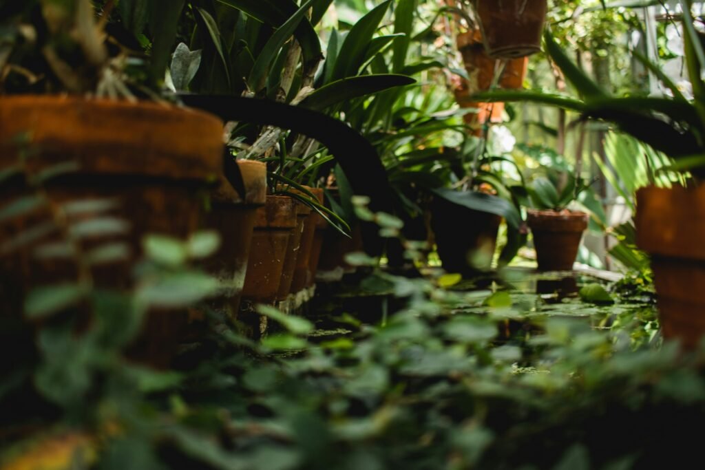 Close-up view of a row of potted plants in a garden, with green foliage and terracotta pots creating a lush and serene environment.